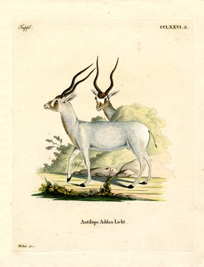 Antylopa Addax (kolorowy grawerunek) autorstwa German School
