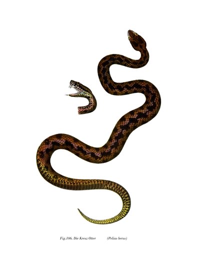 Adder (kolor lito) autorstwa German School
