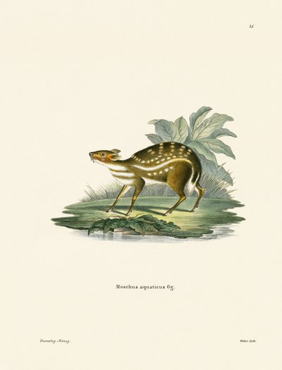 Afrykański Chevrotain (kolorowy grawerunek) autorstwa German School