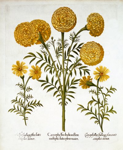Nagietek afrykański i nagietek francuski, z Hortus Eystettensis, Basil Besler (1561-1629), wyd. 1613 (grawerowanie ręcznie kolorowane) autorstwa German School