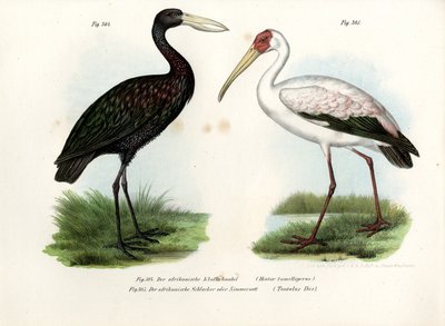 Afrykański bocian dziobowy, 1864 autorstwa German School