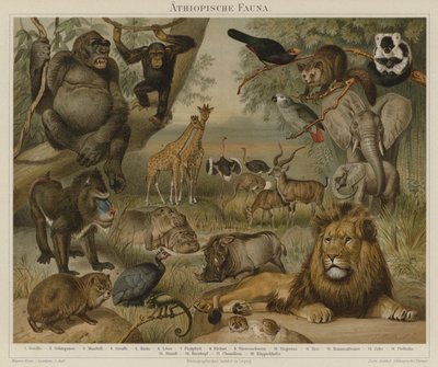 Afrykańska fauna autorstwa German School