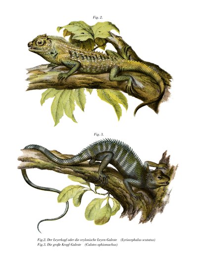 Agamid Lizard (kolor lito) autorstwa German School