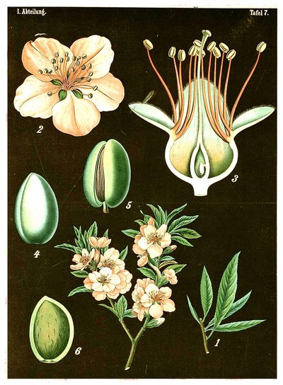 Migdał (Prunus Amygdalus) c.1890 (chromolitografia) autorstwa German School