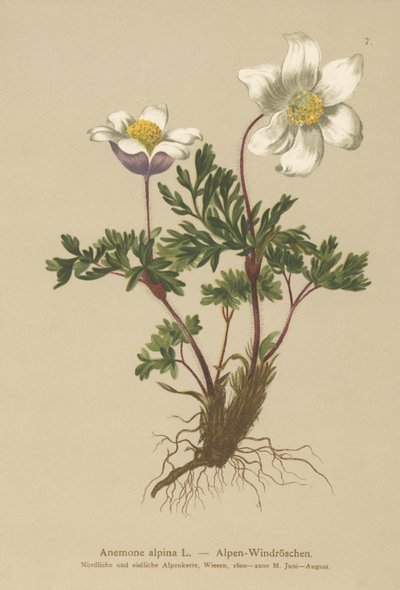 Zawilec alpejski (Zawilec alpejski, Pulsatilla alpina) autorstwa German School
