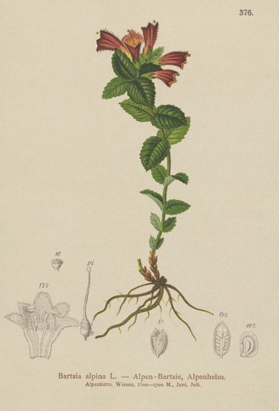Bartsia alpejska (Bartsia alpina) autorstwa German School