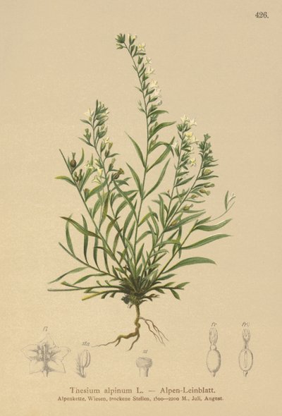 Alpine Bastard Toadflax (Thesium alpinum) autorstwa German School