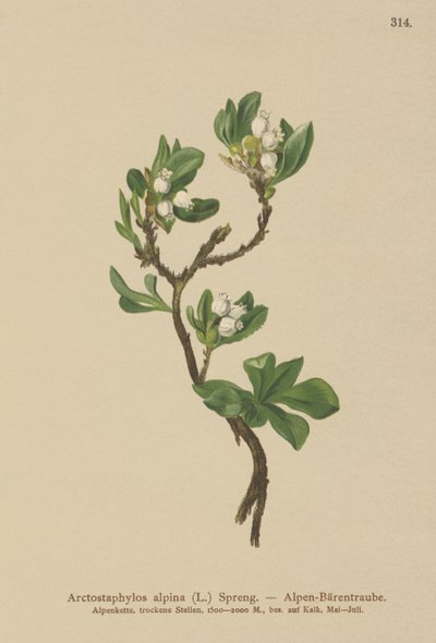 Mącznica alpejska (Arctostaphylos alpina, Arctostaphylos alpinus) autorstwa German School