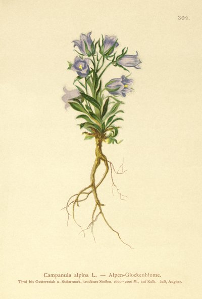 Dzwonek alpejski (Campanula alpina) autorstwa German School