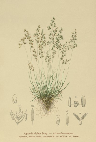 Mietlica alpejska (Agrostis alpina, Aira flavescens) autorstwa German School