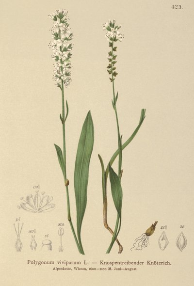 Bistorta alpejska (Bistorta vivipara, Polygonum viviparum, Persicaria vivipara) autorstwa German School