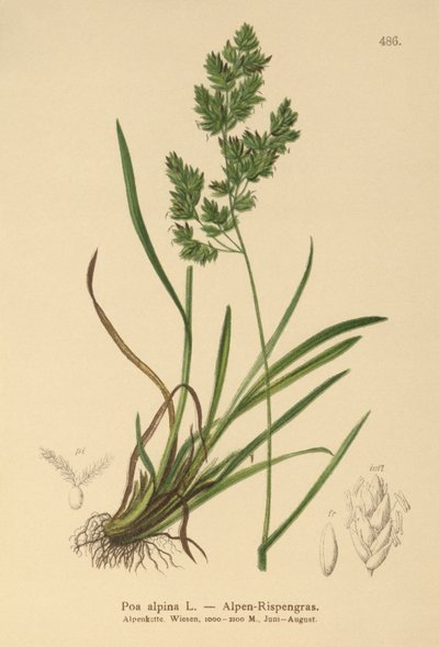 Wiechlina alpejska (Poa alpina) autorstwa German School