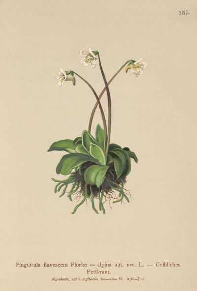 Butterwort alpejski (Pinguicula flavescens, Pinguicula alpina) autorstwa German School