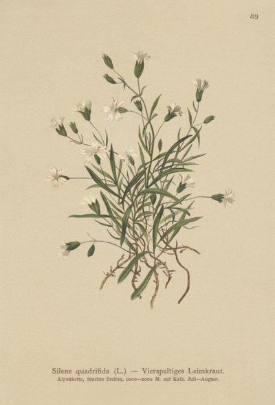 Alpine Campion (Silene quadrifida, Ixoca quadrifida) autorstwa German School