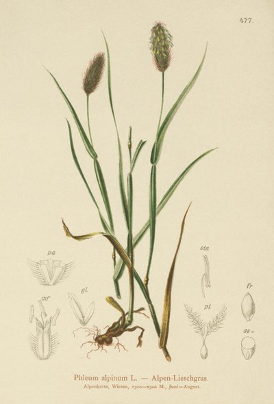 Koci ogon alpejski (Phleum alpinum) autorstwa German School