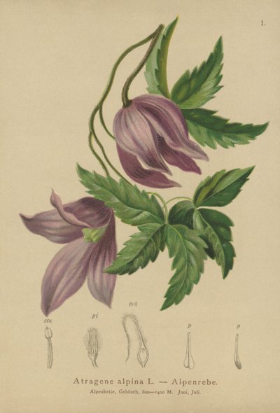 Powojnik alpejski (Atragene alpina, Clematis alpina) autorstwa German School