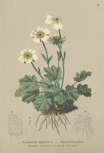 Rdzawiec alpejski (Ranunculus alpestris) autorstwa German School