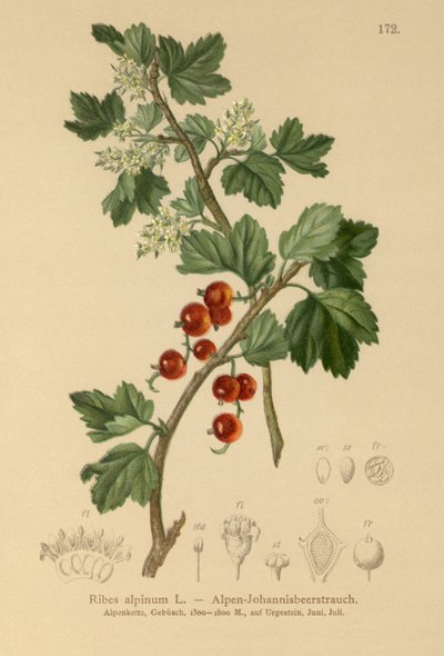 Porzeczka Alpejska (Ribes alpinum) autorstwa German School