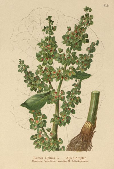 Dok alpejski (Rumex alpinus) autorstwa German School