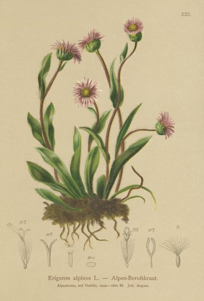 Erigeron alpejski (Erigeron alpinus) autorstwa German School