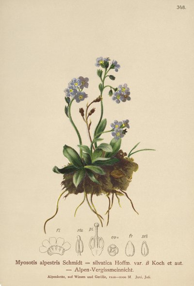 Alpejski Niezapominajka (Myosotis alpestris, Myosotis silvatica) autorstwa German School