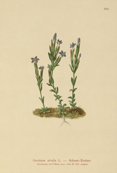 Goryczka alpejska (Gentiana nivalis) autorstwa German School
