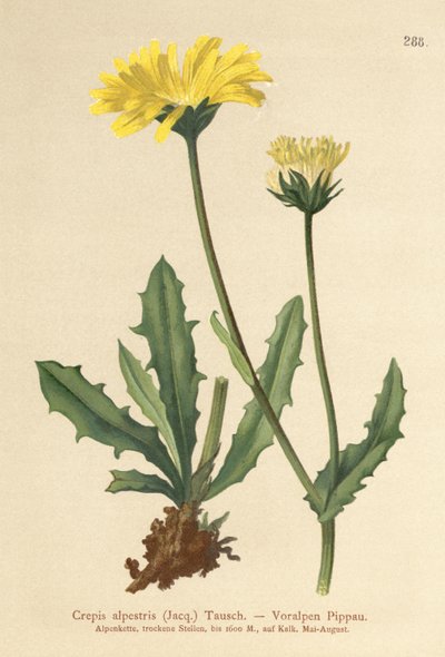 Broda jastrzębia alpejskiego (Crepis alpestris) autorstwa German School