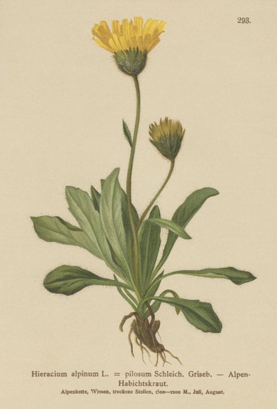 Jastrzębiowiec alpejski (Hieracium alpinum, Hieracium alpenum, Hieracium pilosum) autorstwa German School