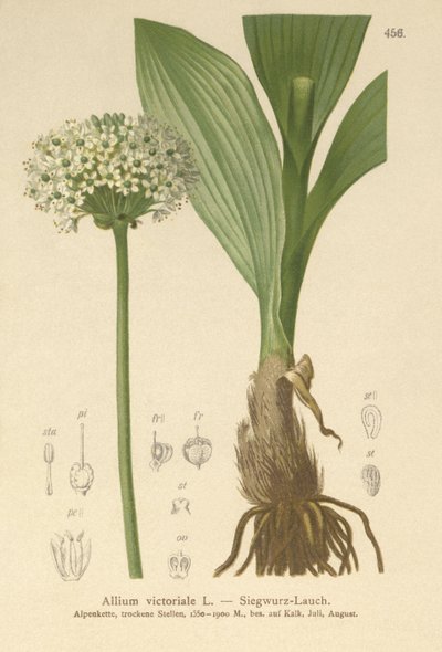 Por alpejski (Allium victorialis, Allium victoriale, Onion victoryalis, Geboscon triphylum, Allium plantagineum, Allium anguinum) autorstwa German School