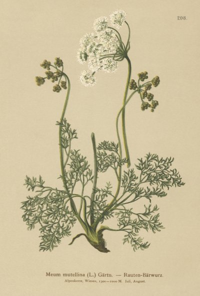 Lubczyk alpejski (My mutellina, Ligusticum mutellina) autorstwa German School