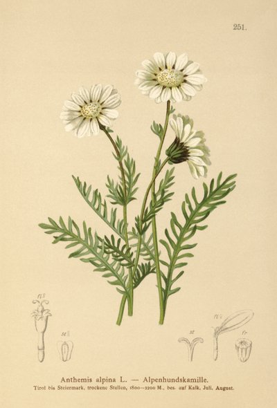 Mniszek alpejski (Anthemis alpina, Achillea oxyloba subsp. schuri) autorstwa German School