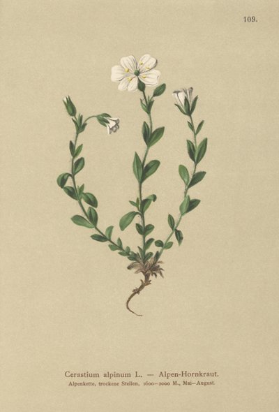 Ucho myszy alpejskiej (Cerastium alpinum) autorstwa German School
