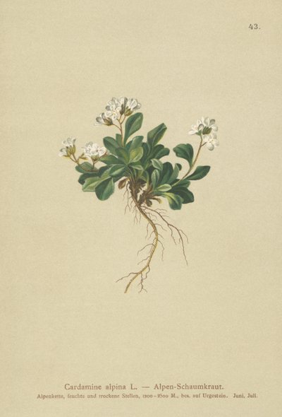 Alpejska rzeżucha północna (Cardamine alpina) autorstwa German School