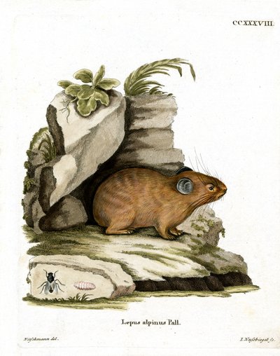 Alpine Pika (kolorowy grawerunek) autorstwa German School