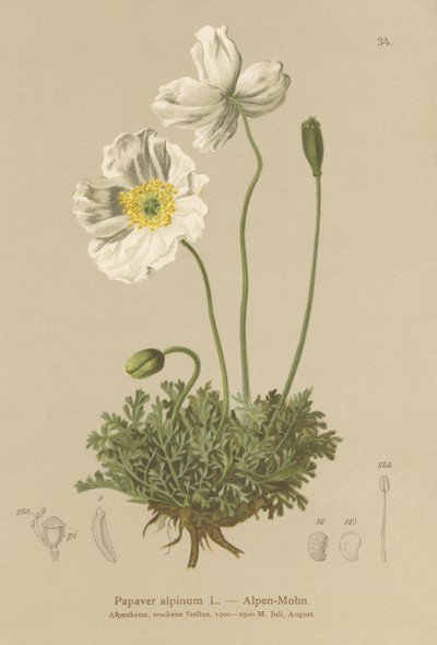 Mak alpejski (Papaver alpinum, subsp. alpinum) autorstwa German School