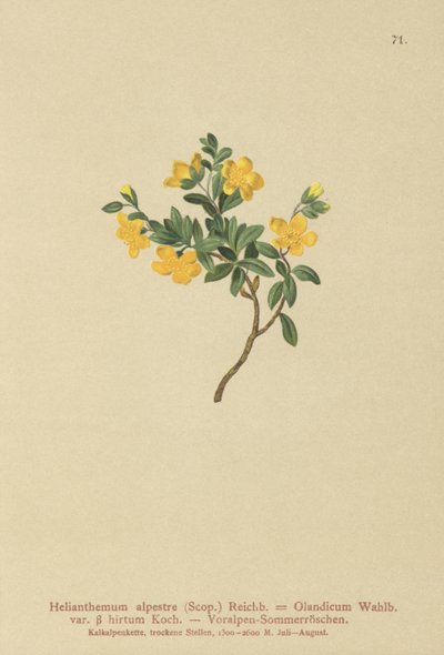 Róża alpejska (Helianthemum alpestre, Helianthemum Olandicum var. hirtum, Helianthemum montanum) autorstwa German School