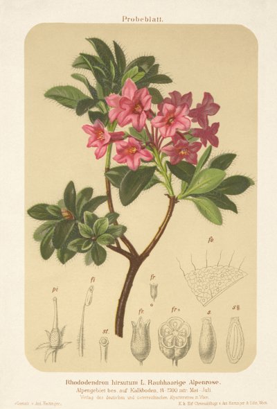 Róża alpejska (Rhododendron hirsutum) autorstwa German School