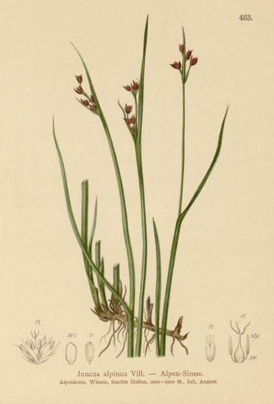 Goździk alpejski (Juncus alpinus, Juncus alpinoarticulatus) autorstwa German School