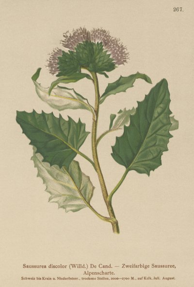 Tarła zwyczajna (Saussurea discolor) autorstwa German School