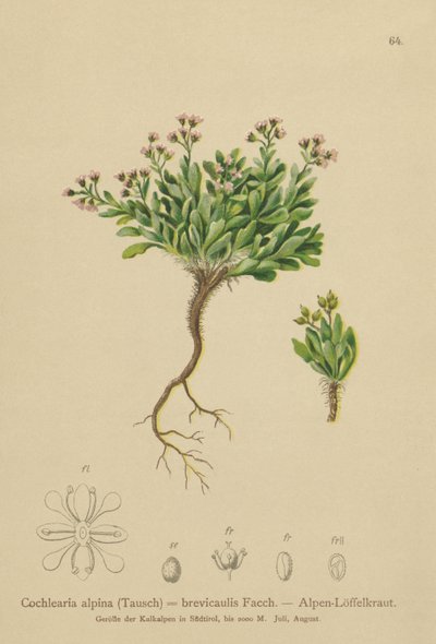 alpejski szkorbut alpejski (Cochlearia alpina, Cochlearia brevicaulis) autorstwa German School