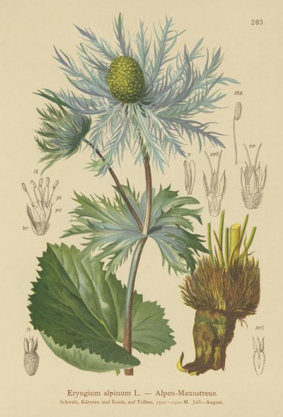 Ostrokrzew alpejski (Eryngium alpinum) autorstwa German School