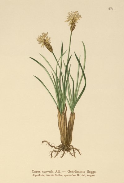 Turzyca alpejska (Carex curvula) autorstwa German School
