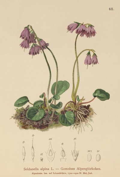 Śnieżyca alpejska (Soldanella alpina) autorstwa German School