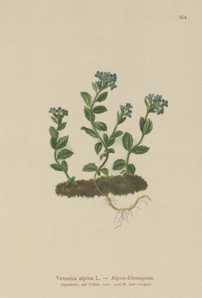 Alpine Speedwell (Veronica alpina) autorstwa German School