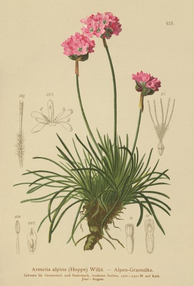 Alpine Thrift (Armeria alpina) autorstwa German School