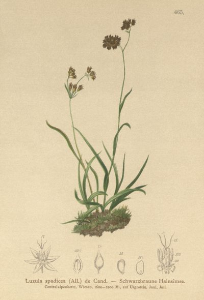 Goździk alpejski (Luzula alpinpilosa, Luzula spadicea) autorstwa German School