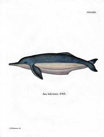Amazonka Delfin (kolorowy grawerunek) autorstwa German School