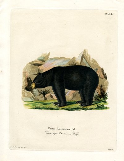 American Black Bear (kolorowy grawerunek) autorstwa German School