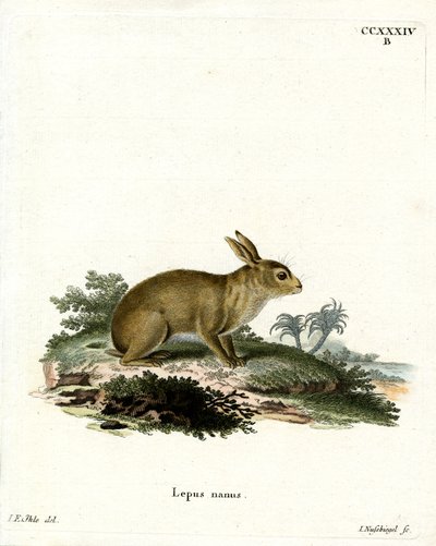 American Grey Rabbit (kolorowy grawerunek) autorstwa German School