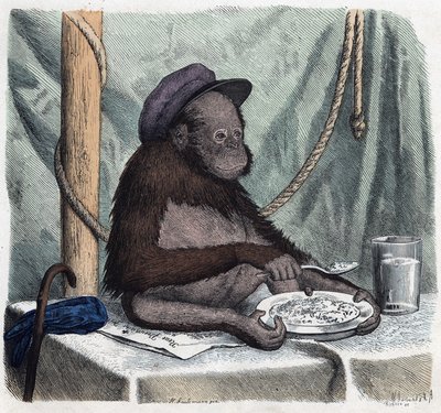 Wykształcony orang outan (orangutan, orang outang, orangutan) zjada ryż łyżką. W „Kiedy ktoś podróżuje, oto co może opowiedzieć”, niemiecka opowieść Franza Wiedemanna autorstwa German School